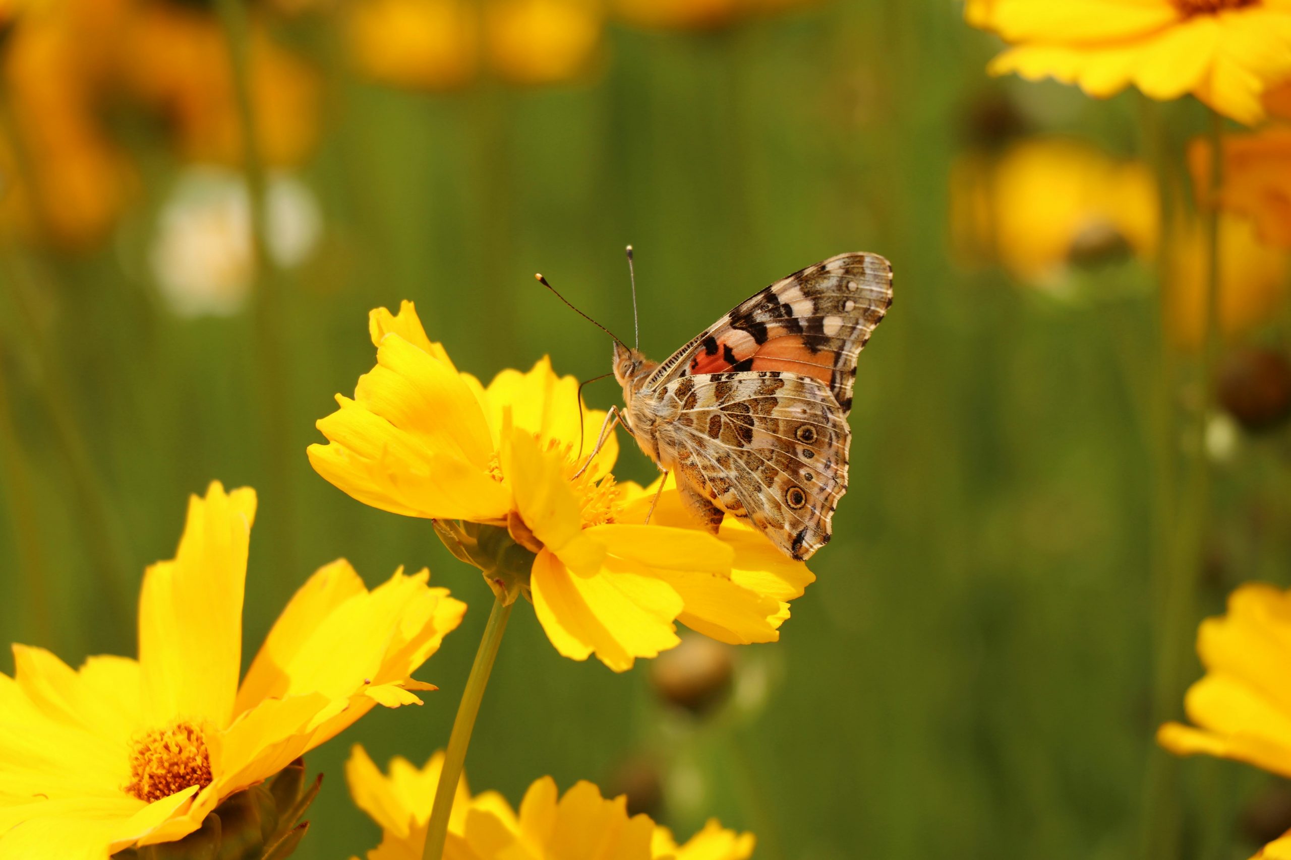 Gelbe Blüten mit Schmetterling