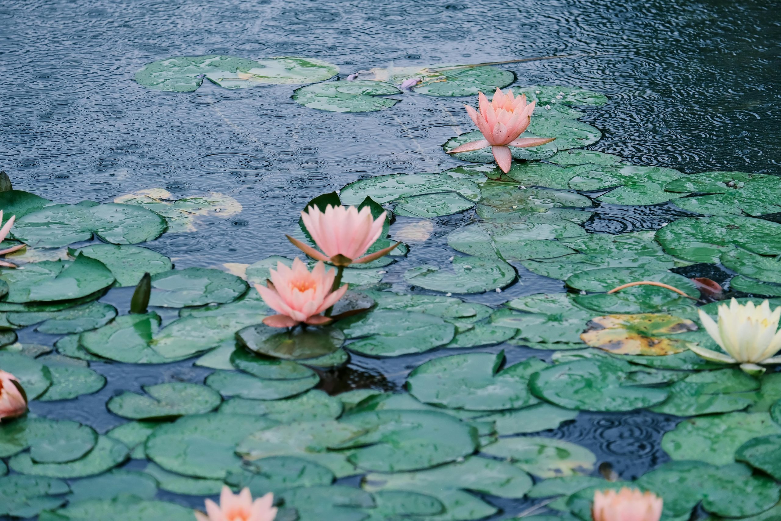 Ansicht eines Seerosenteichs im Regen